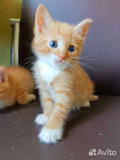 Котята мальчики и девочки ищут дом