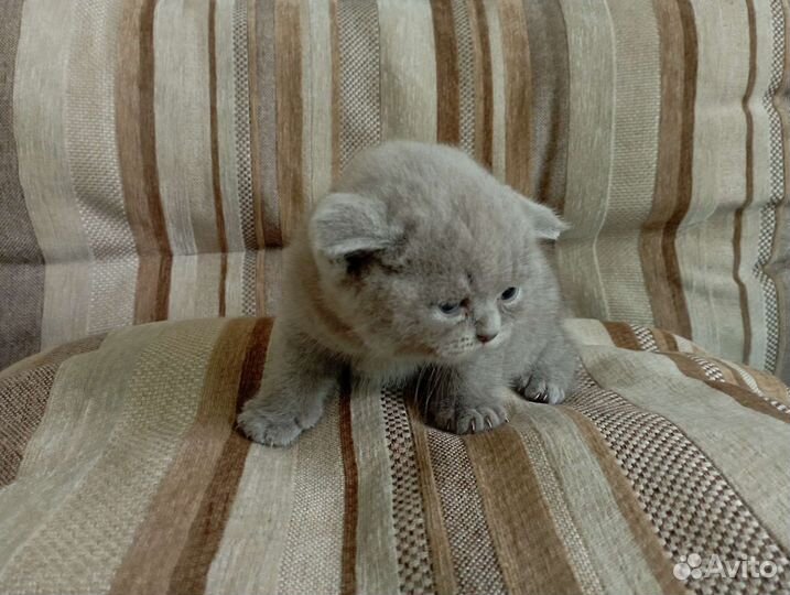 Британские котята