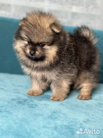 Померанский шпиц мальчик