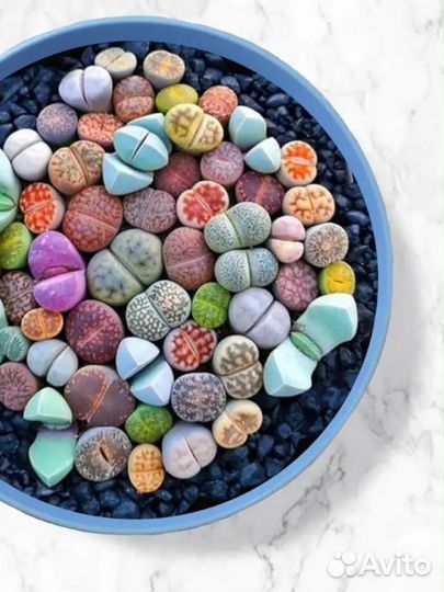 Суккуленты набор, живые камни