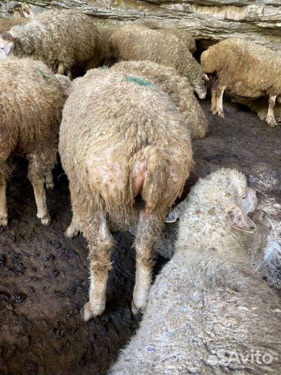 Овцы ягнята