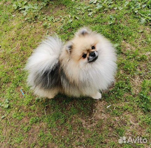 Померанский шпиц медвежьего типа
