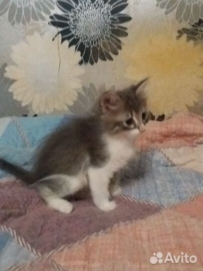 Котята отдам даром