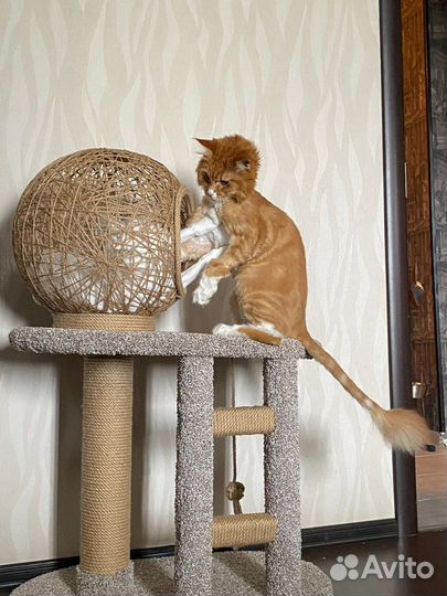 Когтеточка домик для кошек