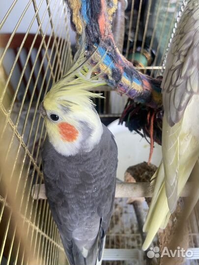 2 Попугая карелла с клеткой