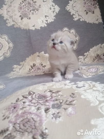 Вислоухая кошечка