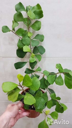 Фикусы шривериана, триангулярис