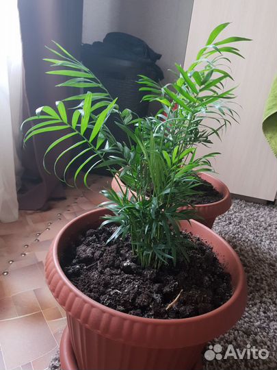 Пальма хамедорея