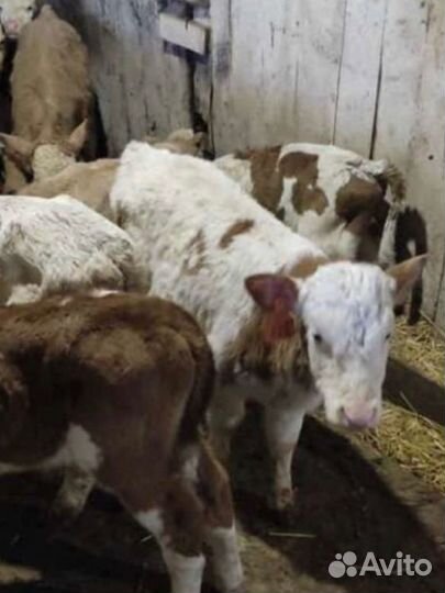 Телята бычки мясные