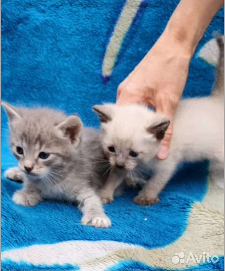 Котята в добрые руки