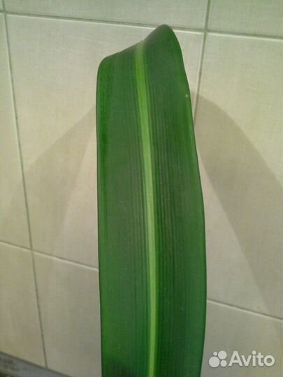 Гиппеаструм с полосой по листу