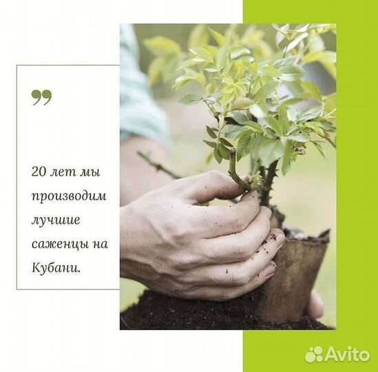 Саженцы плодовых деревьев