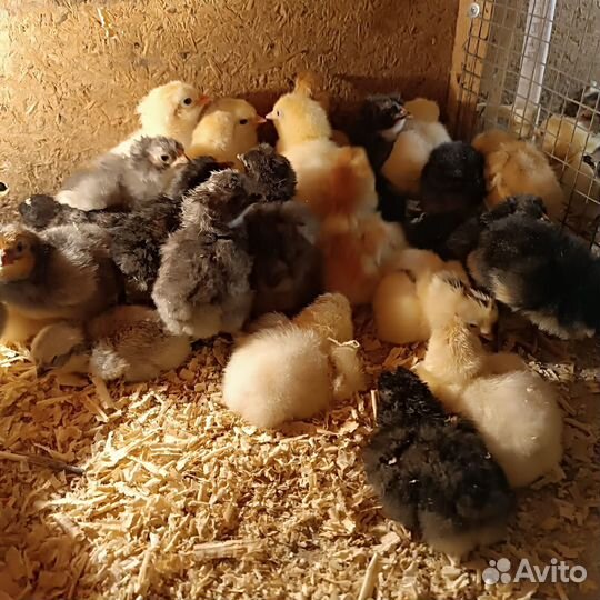 Цыплята суточные, домашние