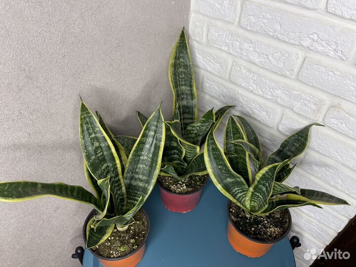 Сансевиерия комнатные цветы