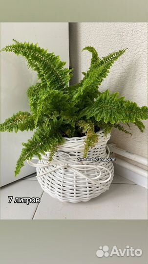 Кашпо из ротанга