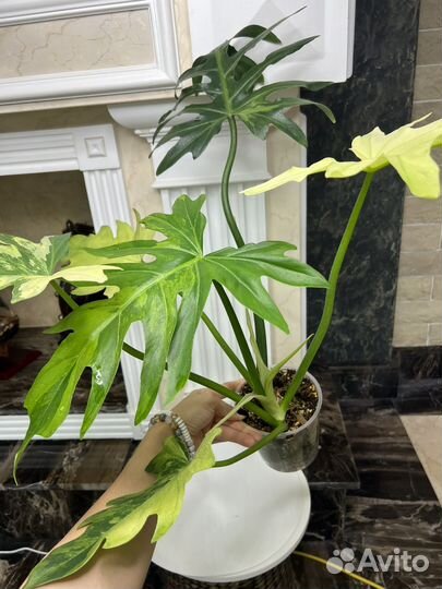 Филодендрон радиатум