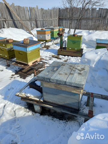 Сушь для пчёл