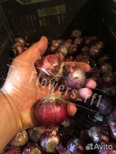 Луковицы гиацинтов оптом