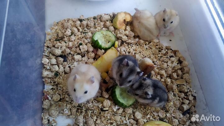 Джунгарский хомяк