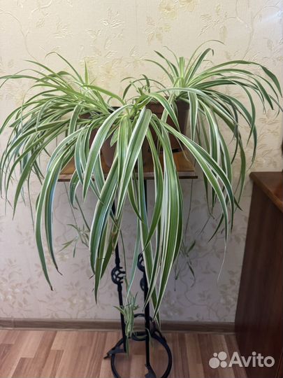 Хлорофитум полосатый большой с детками
