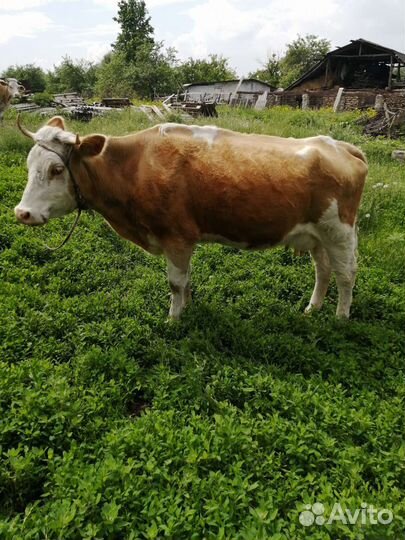 Корова, телочка