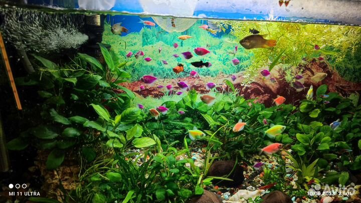 Рыбки Гуппи, Тенеции гло