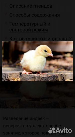 Индюшата хайбрид конвертер