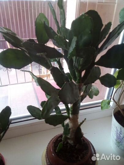 Комнатные цветы