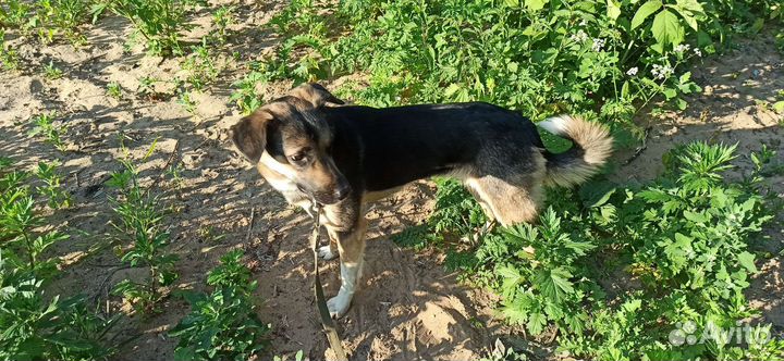 Собака в добрые руки