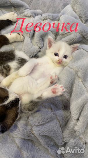 Котята в добрые руки даром