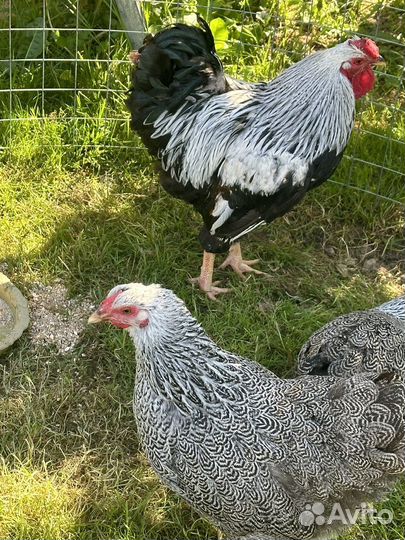 Ия Виандот Сильвер партридж