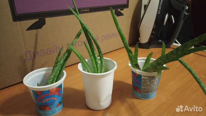 Алое лечебный