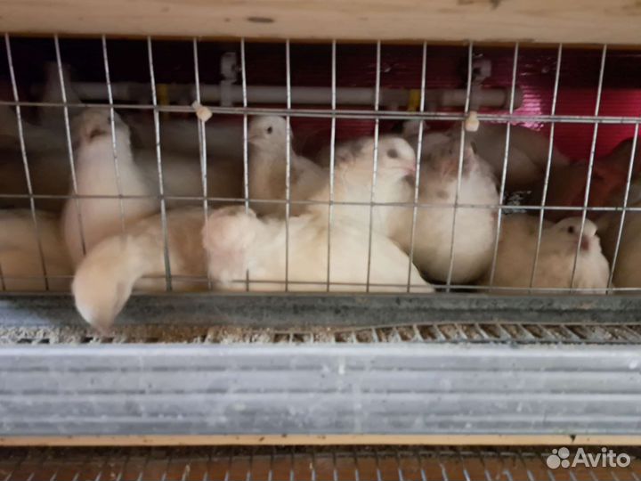 Перепелки перепела перепелята