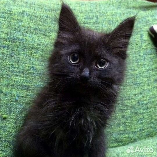 Черные котята