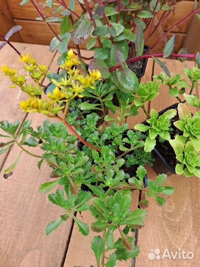 Очиток сортовой, саженцы