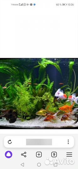 Аквариум