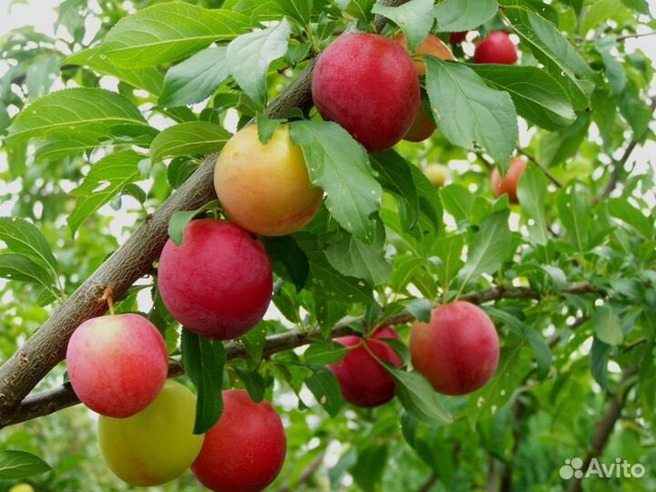 Алыча Путешественница