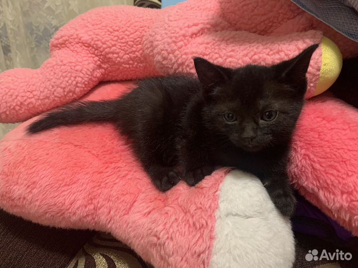 Котята сфинкса черного окраса