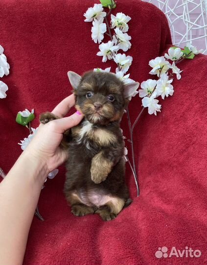 Шоколадный йорк девочка