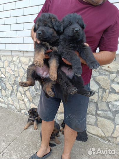 Щенки немецкой овчарки в добрые руки