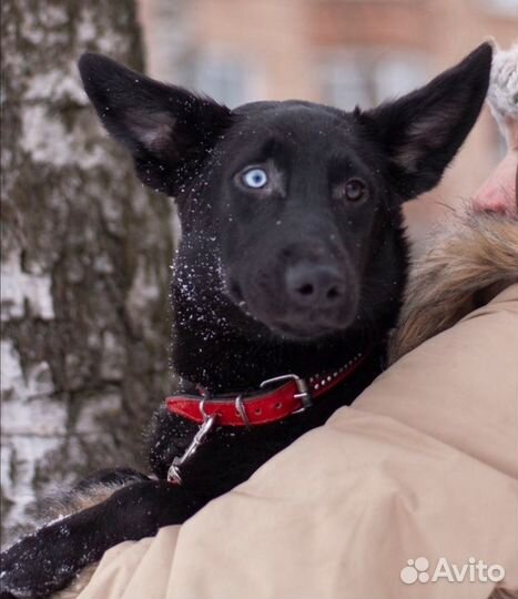 Девочка арлекин в дар