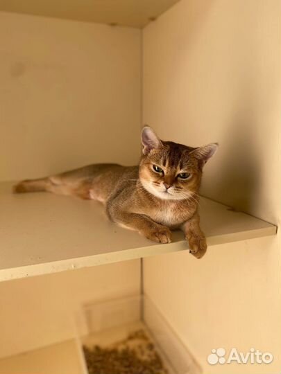 Зоо гостиница 