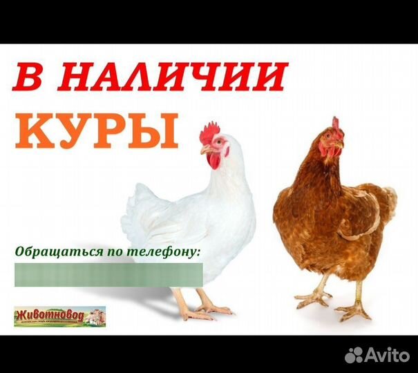 Куры молодки