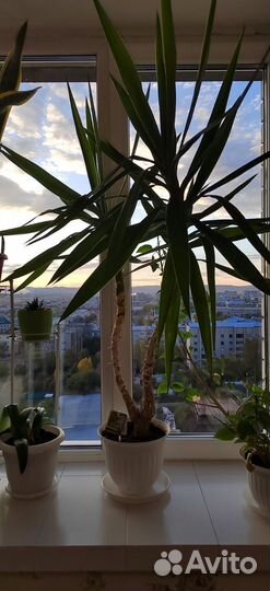 Пальма юкка