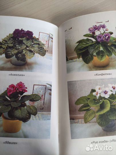 Книги фиалки, бегония, фикусы, монстера