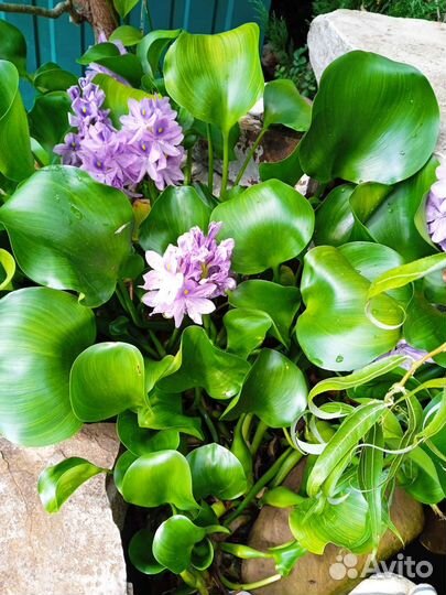 Водный гиацинт