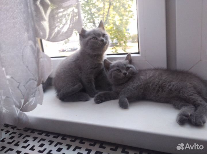 Британцы чистокровные
