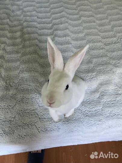 Декоративные карликовые кролики