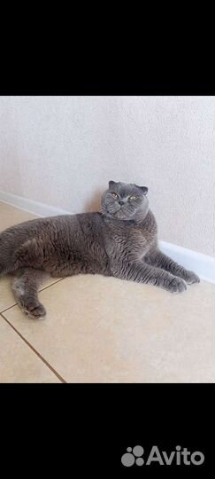 Передержка кошек