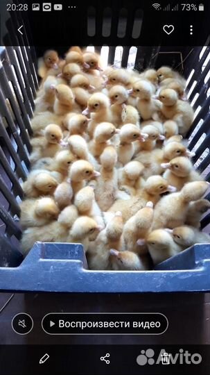 Продажа домашней птицы